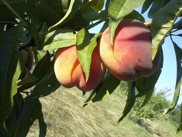 Персик золотая москва описание фото. Сорта персиков с крупными плодами. Сорт персика Золотая Москва. Персик необычный. Морозоустойчивые сорта персиков.