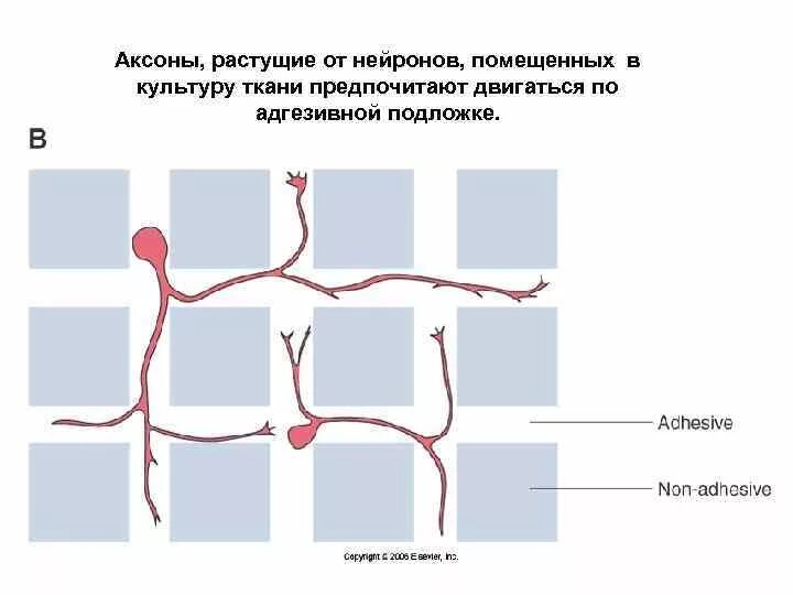 Функция аксонов нервных клеток. Функция аксонов нервных клеток