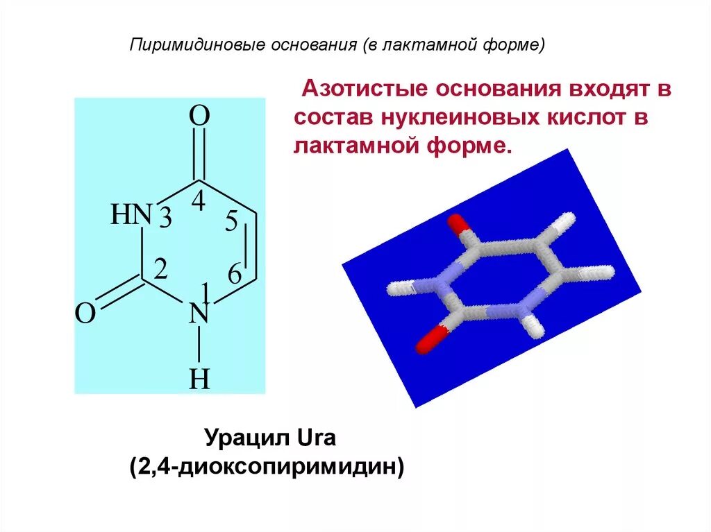 В состав нуклеотида входит азотистое основание. Пиримидиновые основания нуклеиновых кислот. Урацил пиримидиновое основание. Пиримидиновые производные нуклеиновых кислот. Лактамная форма нуклеиновых оснований.