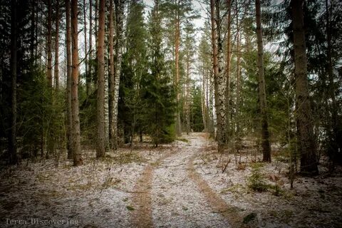 Леса гомель