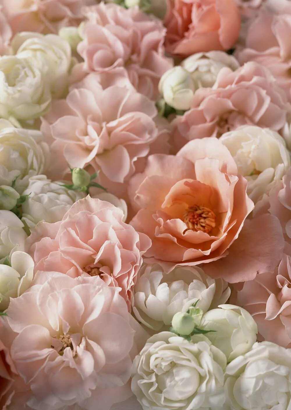 Пастельные тона цветов фото. Красивый букет в пастельных тонах. Пастельные тона цветов фото. Роза blush pink. Букет в пастельных тонах.