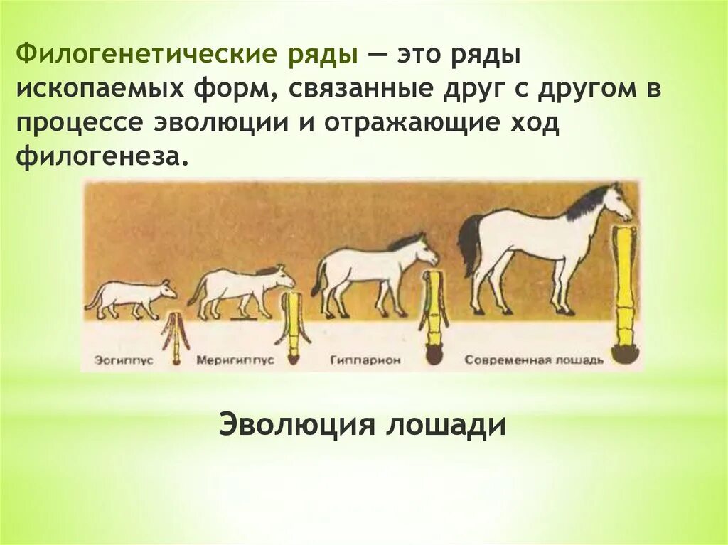 Для каких групп организмов восстановлены филогенетические ряды. Филогенетические доказательства эволюции. Филогенетический ряд слонов доказательство эволюции. Филогенетические ряды это доказательства эволюции. Для каких групп организмов восстановлены филогенетические ряды.