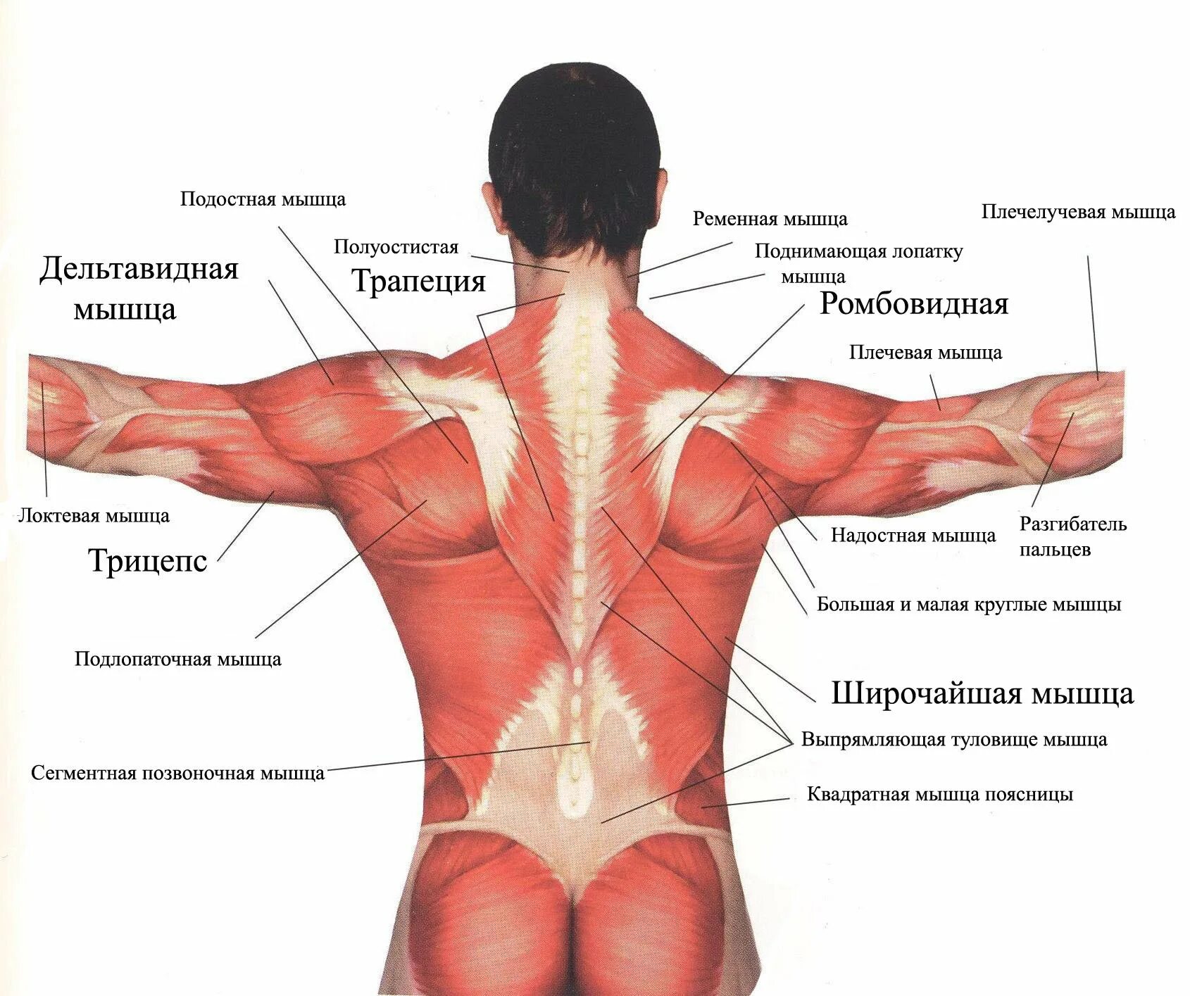 Поясница какие мышцы. Строение мышц спины. Схема мышцы туловища мышцы спины.