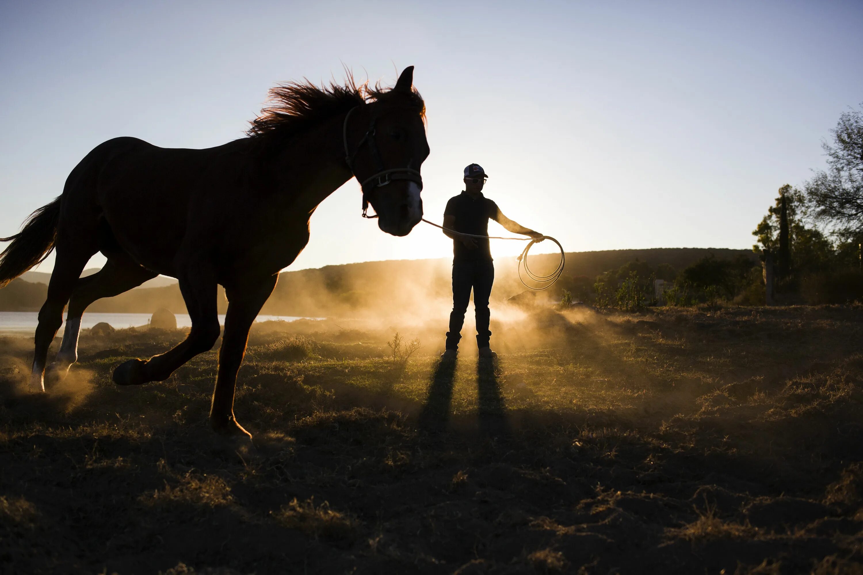 Horses song. Молодые лошади. Тренинг лошадей. Подготовка лошади. Тренировка лошади.