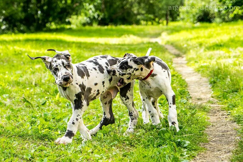 королевский дог. королевский кане корсо. ульмский дог. дог х. немецкий дог черно белый.