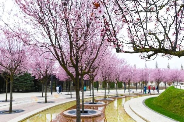 Парк Галицкого в Краснодаре весной. Слива в парке Галицкого. Парк Галицкого слива цветет. Парк Галицкого в Краснодаре японский сад.