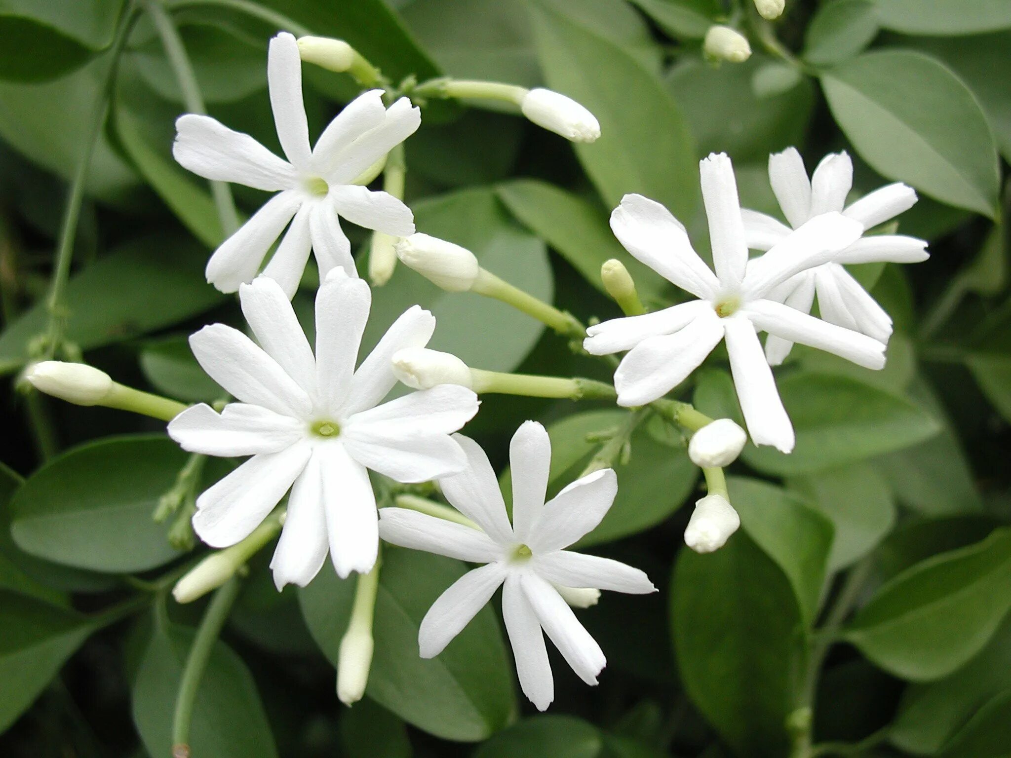 Низкое растение с белыми цветами. Jasminum azoricum.