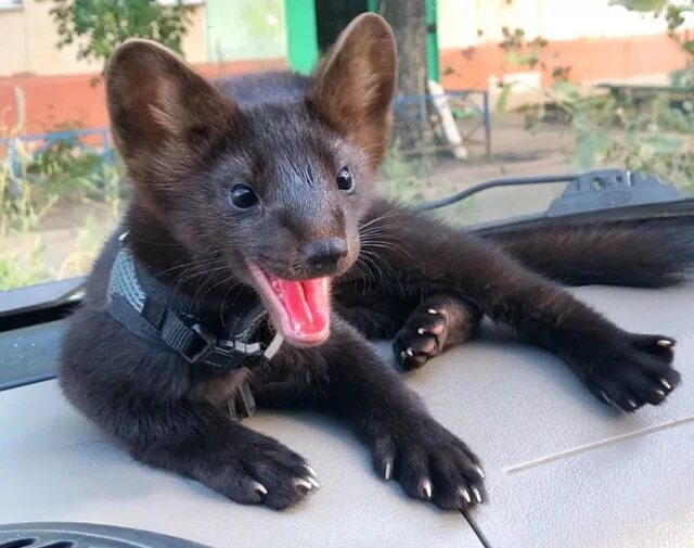 Сибирский баргузинский соболь. Соболь домашни1. Алтайский соболь. Соболь - martes zibellina. Соболь и кот.