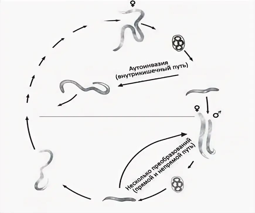 Жизненный цикл угрицы. Анкилостома жизненный цикл схема. Ancylostoma duodenale жизненный цикл. Анкилостома дуоденале жизненный цикл. Угрица кишечная строение.