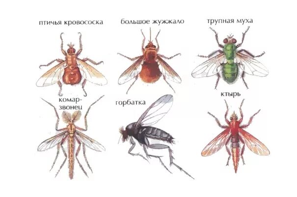 Отряд насекомых Двукрылые представители. Представители двукрылых мух. Отряд Двукрылые представители список. Двухкоылая насекомые представители.