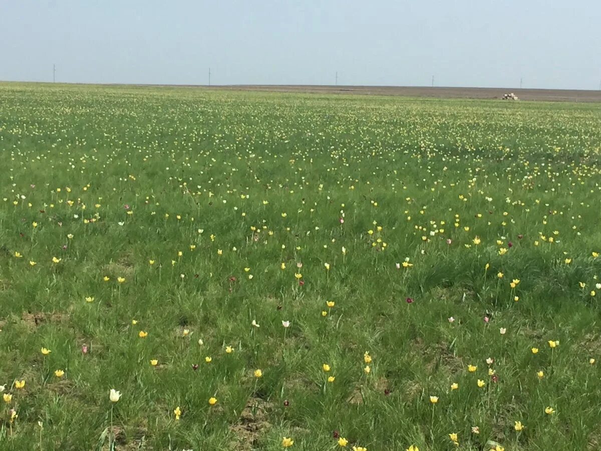 Степи тамани. Куриловская степь. Куриловская степь тюльпаны. Куриловская Тюльпанная степь Новоузенский район. Финайкинская Тюльпанная степь Саратовская область.