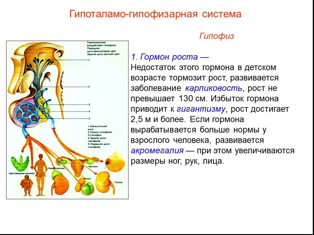 Гормон роста гипоталамо-гипофизарная система. Гипоталамо-гипофизарная система презентация. Избыток и недостаток гормонов гипофиза. Гормон роста избыток и недостаток. Заболевание гормона роста