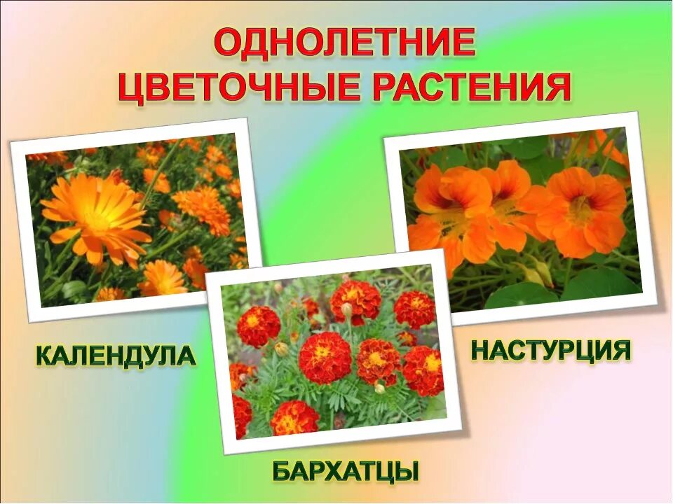 Растения города декоративное цветоводство 7 класс урок. Однолетние цветковые растения. Однолетние растения и их названия. Однолетние цветочные растения. Однолетние и многолетние растения.