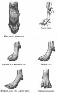 Вид лап