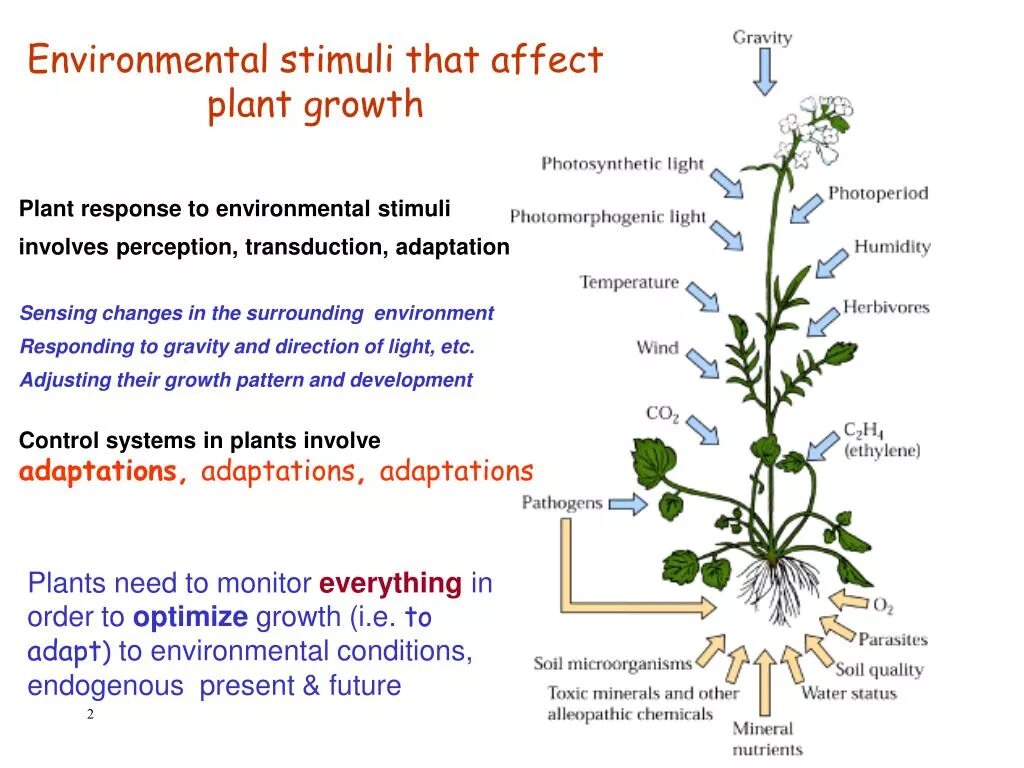 Plant growth and Development. L System растения. Алгоритм grow. Ambient temperature for Plants. Effect plants