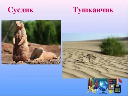 Суслик природная зона