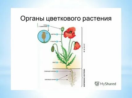 Уровни организации цветкового растения выделяют