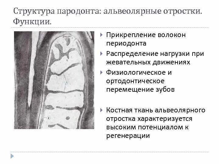 Отросток функции 5. Строение костной ткани альвеолярного отростка. структура костной ткани альвеолы. альвеолярный отросток функции. альвеолярный отросток зуба функции.