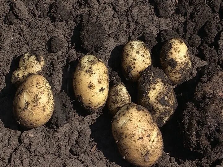 Может формировать клубни. Корневые клубни картофель. Клубень картофеля это видоизмененный. Строение клубня картофеля биология 6. Видоизменённые побеги клубень картофеля.