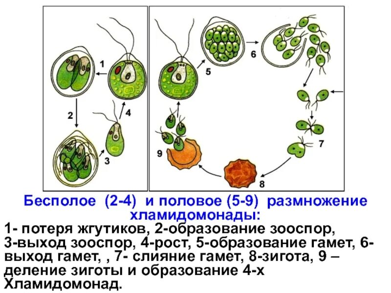 Бесполое размножение хламидомонады. Вегетативное размножение хламидомонады. Размножение водорослей хламидомонада. Схема бесполого и полового размножения хламидомонады. Установите последовательность этапов полового