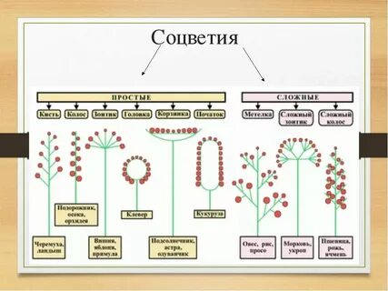Система растений биология 7 класс