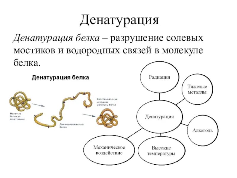 Процессы денатурации белков. Денатурация белка схема. Денатурация первичной структуры белка. Механизм действия денатурации белка. Механизм денатурации белка схема.