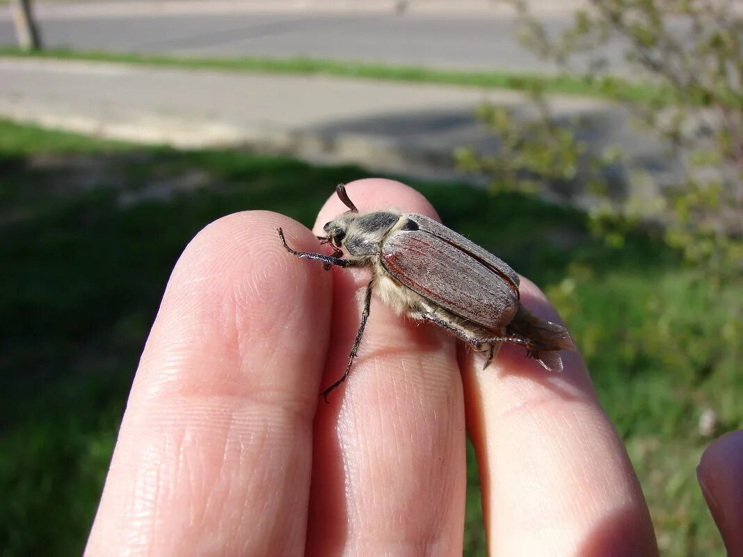Майский жук нашествие. Майские жуки ловить. Нашествие майских жуков. Майский жук гигант. Майский жук (хрущ майский).