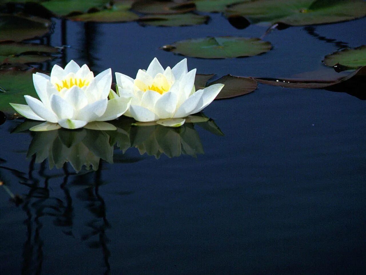 Нимфея Озерная. Нимфея белая Речная Лилия. Кувшинка белая водяная Лилия. Белый Лотос Nymphaea Lotus. Водяные лилии 2