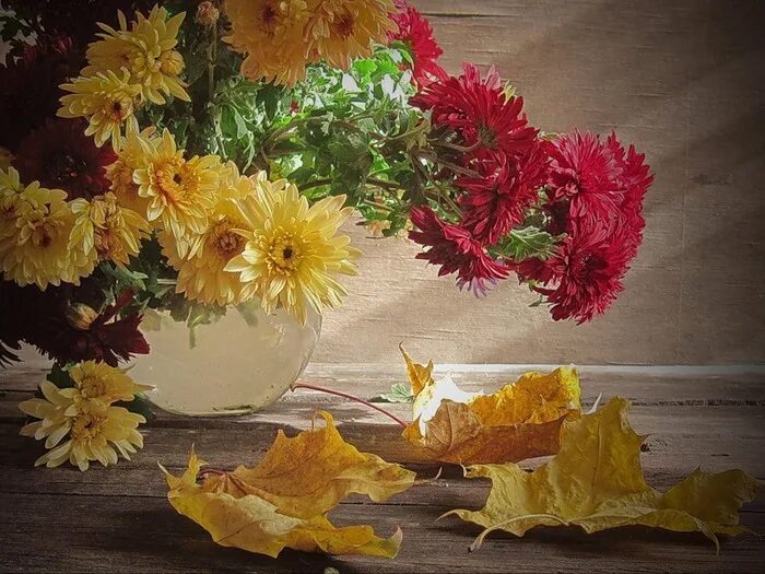 Расцвели уж давно. Отцвели уж давно хризантемы в саду. Романс отцвели уж давно хризантемы в саду. Отцвели уж давно хризантемы в саду текст. Хризантема куст романс.