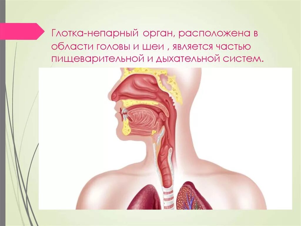 Глотка органы пищеварения. Дыхательная и пищеварительная система человека. Система дыхания и пищеварения. Органы дыхания и пищев. Строение пищеварительной и дыхательной системы.