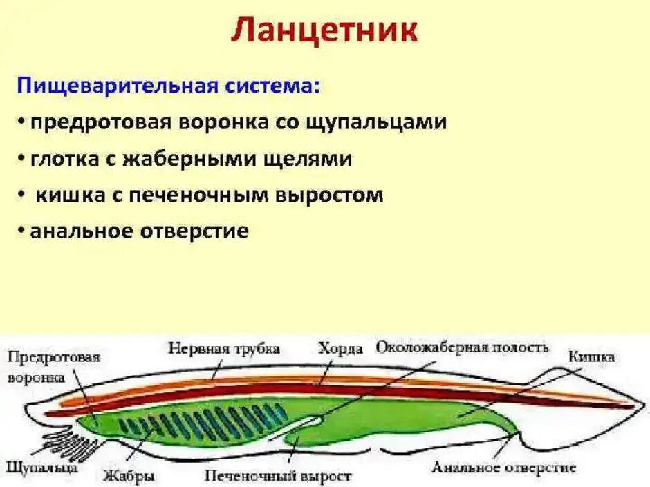 Диафрагма у хордовых. Пищеварительная система система ланцетника. Пищеварительная система ланцетника схема. Дыхательная система бесчерепных ланцетник. Система органов ланцетника 7.