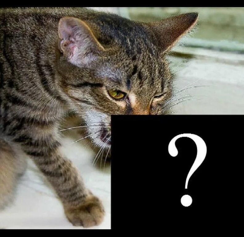 Что спрятано за черным квадратом. Слова спрятанные в картинках. Халоген мод орамбо. Первое спряжение глаголов. Какие слова спрятаны в рисунках.