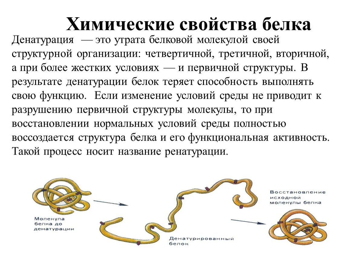 Процессы денатурации белка. Денатурация третичной структуры белка. Процесс денатурации белков. Денатурация белковой молекулы это. Процесс денатурации белка.