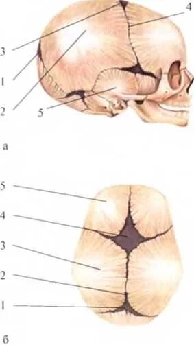 Края большого родничка. Большой и малый Родничок у новорожденного. Роднички у новорожденных расположение. Передний Родничок черепа новорожденного. Большой Родничок.