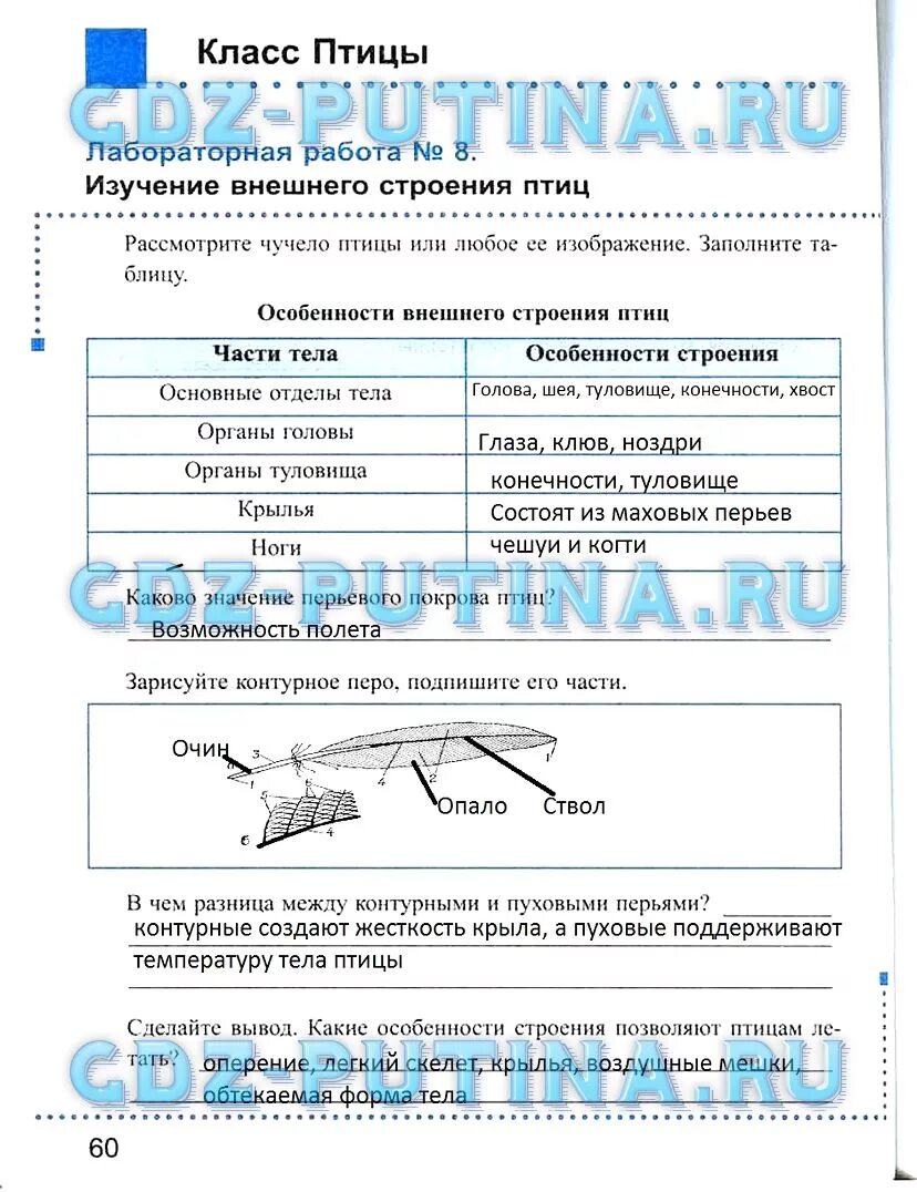 Лабораторная работа номер 6 внешнее строение птиц. Лабораторная работа по изучению строения птиц. Лабораторная по биологии изучение внешнего строения птицы. Лабораторная работа птицы 7. Лабораторная работа внешнее строение птиц.