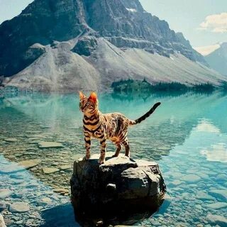 Cats around the world