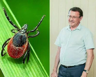 Клещ валера