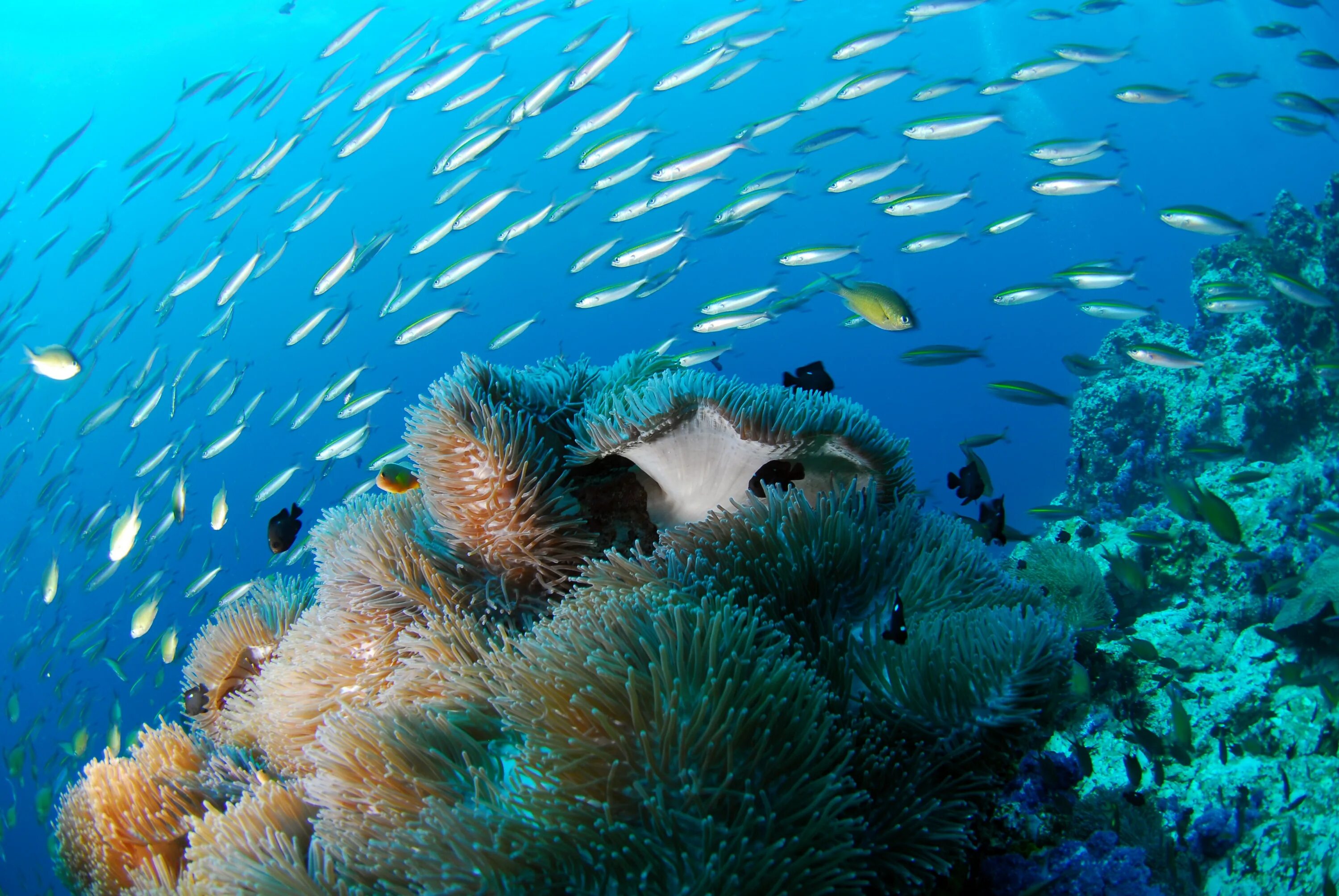 Подводный мир. Море подводный мир. Подводные пейзажи. Дно моря. Жизнь морского океана