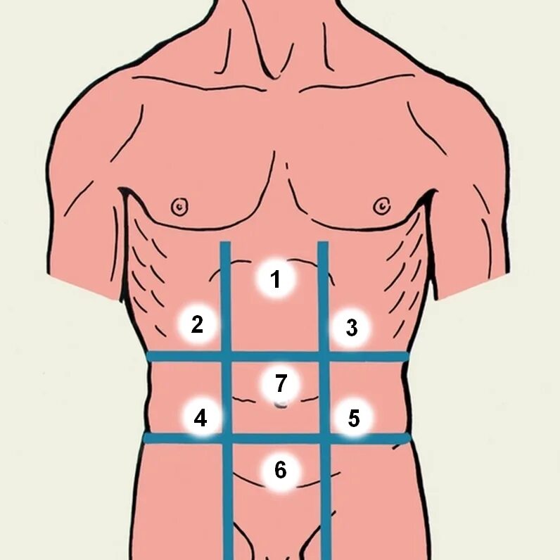 Топографические области передней брюшной стенки пропедевтика. Топография живота области. Области живота топографическая анатомия. Топография живота области передней брюшной стенки. Веса в области живота и