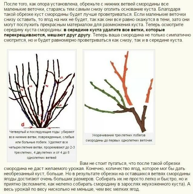 Как обрезать смородину осенью на зиму. Схема обрезки куста смородины. подрезка красной смородины весной. обрезка красной смородины весной для начинающих в картинках. обрезка смородины и крыжовника осенью схема.