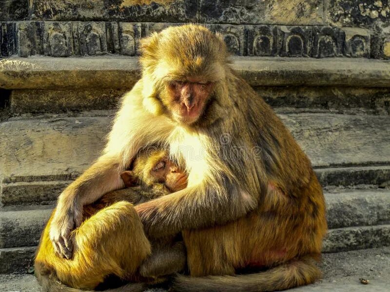 Саймири обезьяна малыш. Will carry on monkey. Черный императорский тамарин. Monkey carrying a box. Kulakli maymun stiker.