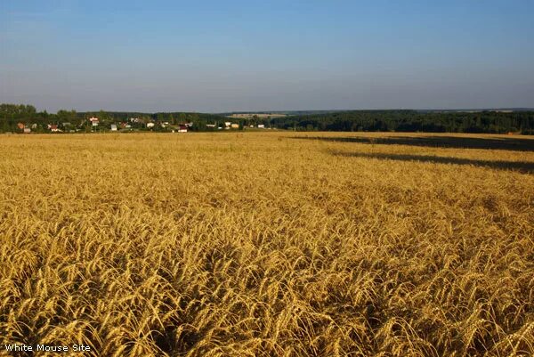 Поля в августе какие. Поля пшеницы недалеко от Москвы. Поле под ореховым. Поле пшеницы Ногинск. Поле пшеницы на новой Знаменке Тула.