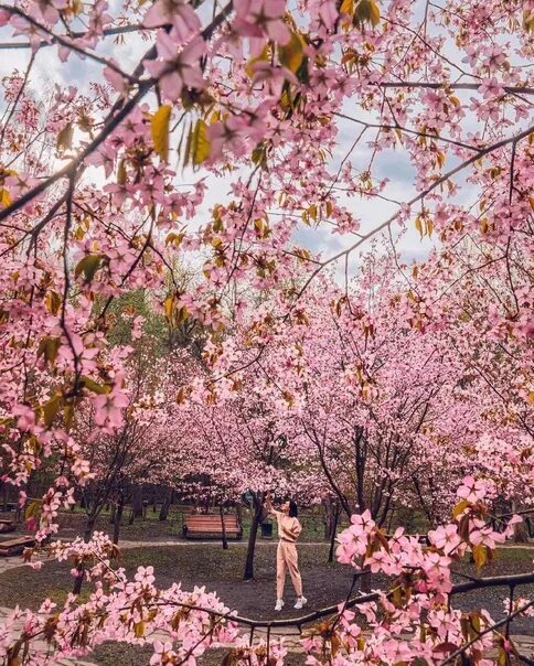 Сакура в бирюлево. Сакура в бирюлево. Берюлëвский дэндро парк сакура. Сакура в дендропарке бирюлево. Аллея сакуры в бирюлевском дендропарке.
