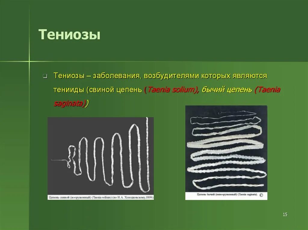 Цепень тип червей. Тениоз жизненный цикл.