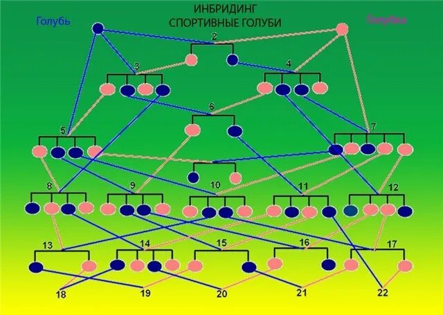 Получение чистых линий инбридингом. Схема линейного разведения голубей. Схема скрещивания голубей. Инбридинг схема. Инбридинг в голубеводстве.