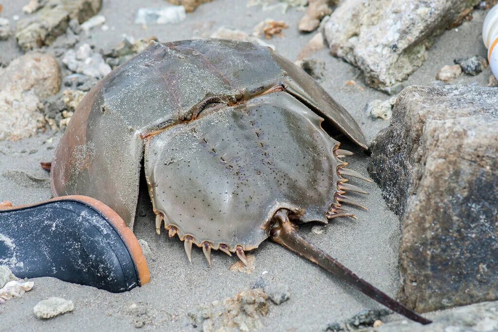 Horseshoe crab