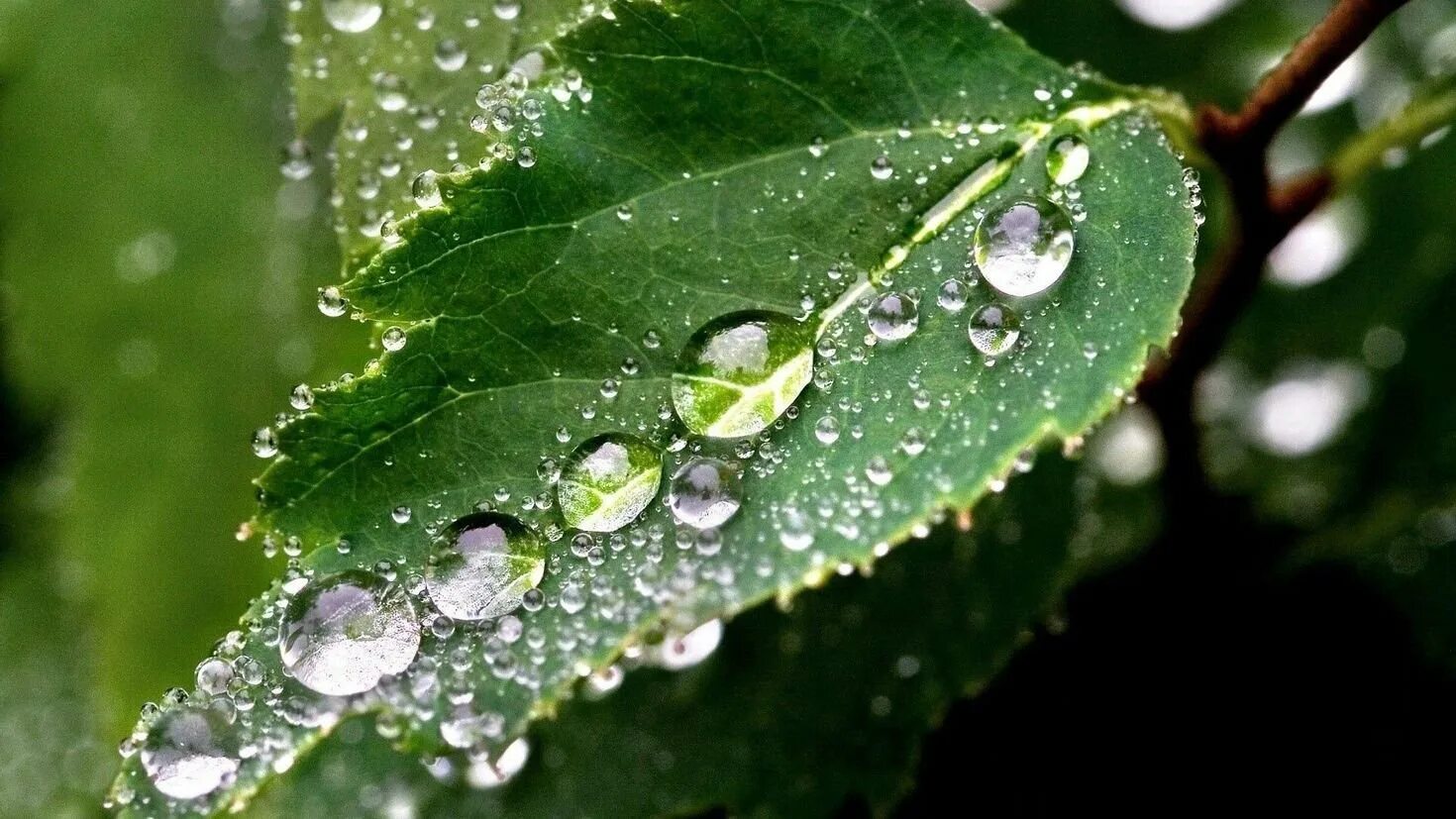 Роса стекает по белым стволам 4. Зеленый лист с каплей. Роса стекает по белым стволам 4. Роса стекает по белым стволам 4. Роса стекает по белым стволам 4.