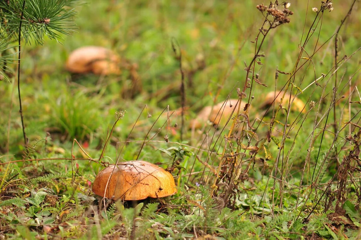 маслята в сосновом бору. грибы маслята в природе. сосновые грибы маслята. маслята в сосновом лесу. гриб рыжик хвойных лесов.