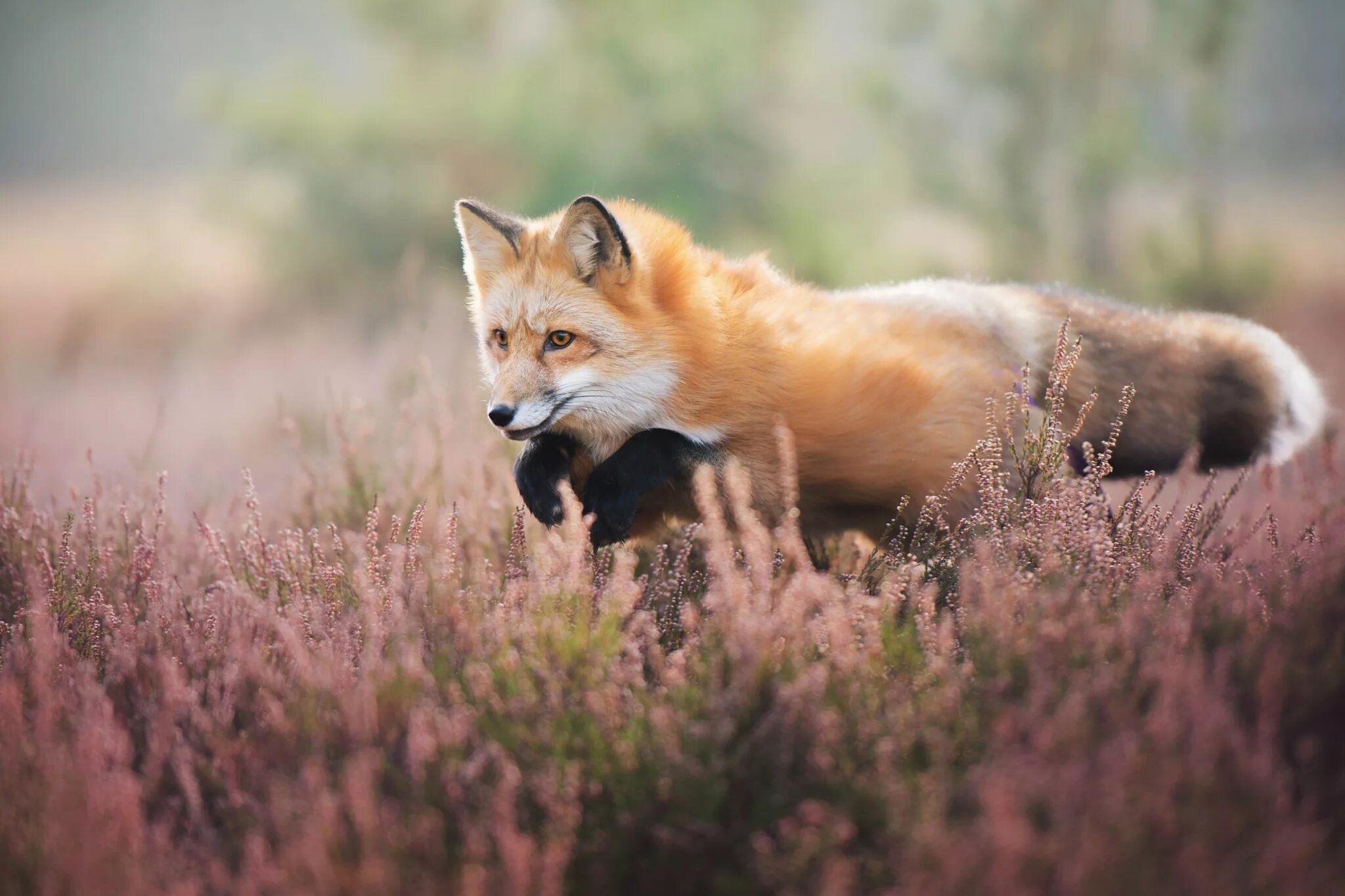 Fox h. Лиса. Красивая лиса. Весенняя лиса. Летняя лиса.