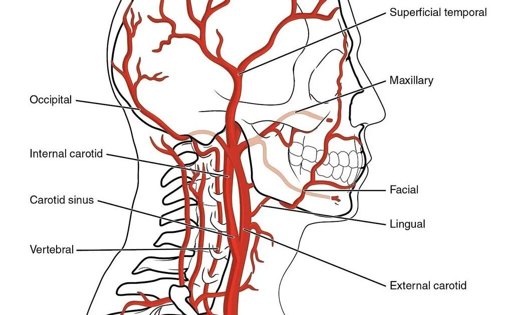 Наружная Сонная артерия анатомия ветви. Анатомия сонных артерий схема. Наружная Сонная артерия анатомия ветви схема. Внутренняя Сонная артерия схема. Сонные артерии на лице